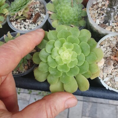 Aeonium pseudotabuliforme