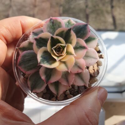 Aeonium Sunburst