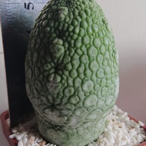 8 Pseudolithos migiurtinus-spaericus eylensis K 5779