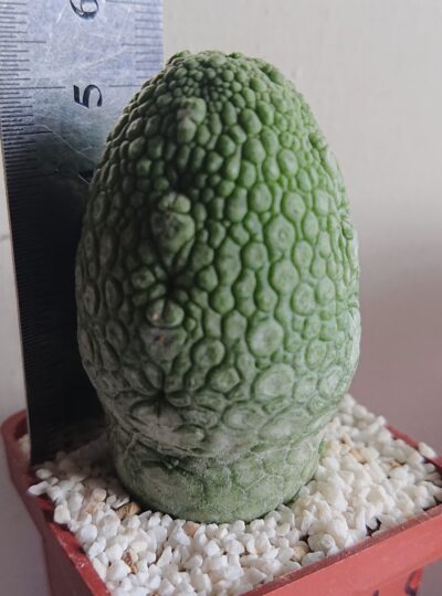 8 Pseudolithos migiurtinus-spaericus eylensis K 5779