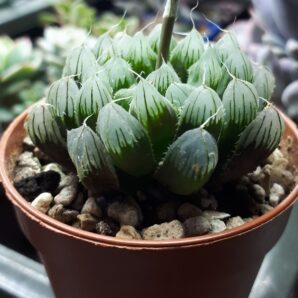 Haworthia cooperi var. pilifera
