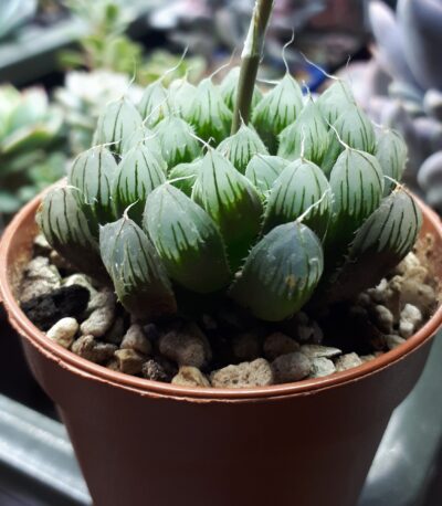 Haworthia cooperi var. pilifera