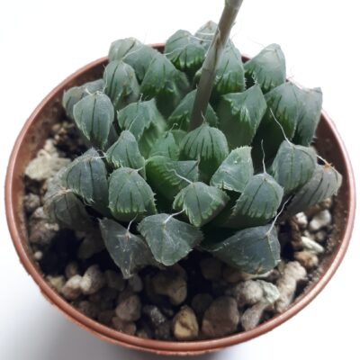Haworthia cooperi var. pilifera - Зображення 2