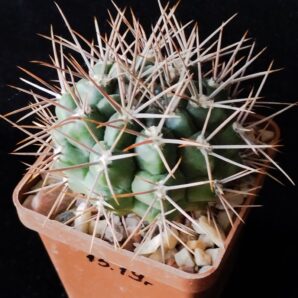 Gymnocalycium horridispinum