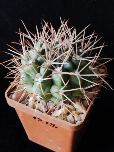 Gymnocalycium horridispinum