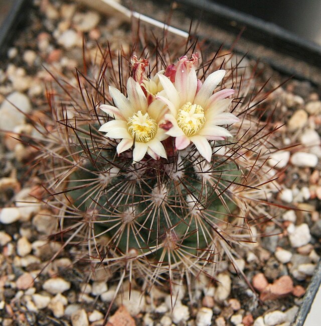 Acharagma (Escobaria) aguirreanum