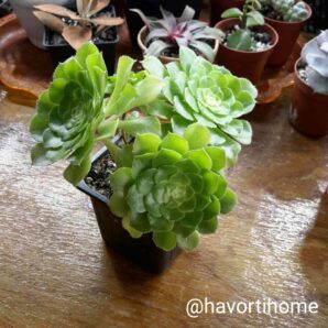Aeonium aizoon