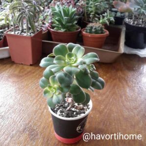 Aeonium Kiwi