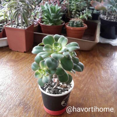 Aeonium Kiwi