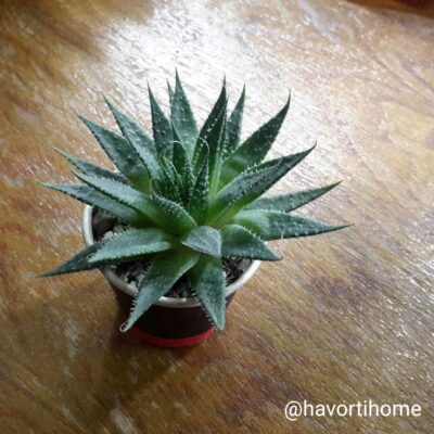 Aloe Aristata