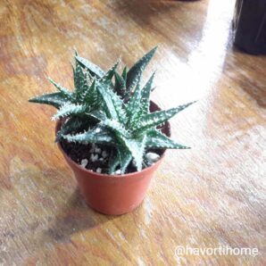 Aloe Pepe