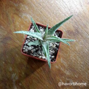 Aloe rauhii Snow Flake