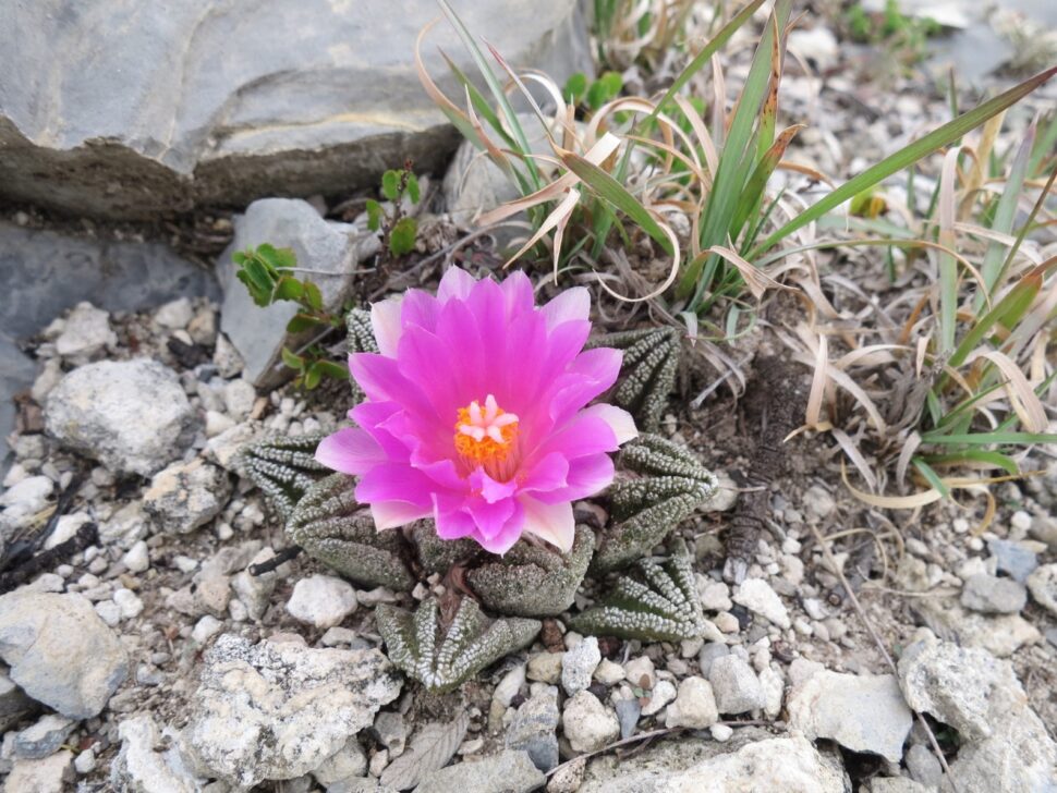 Ariocarpus bravoanus