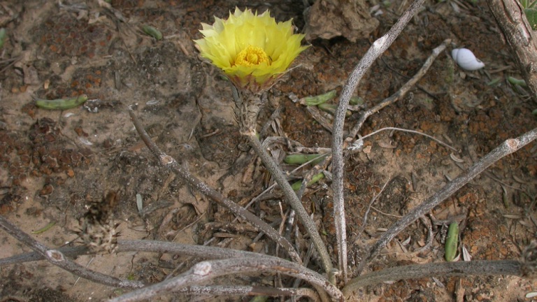 Astrophytum caput-medusae