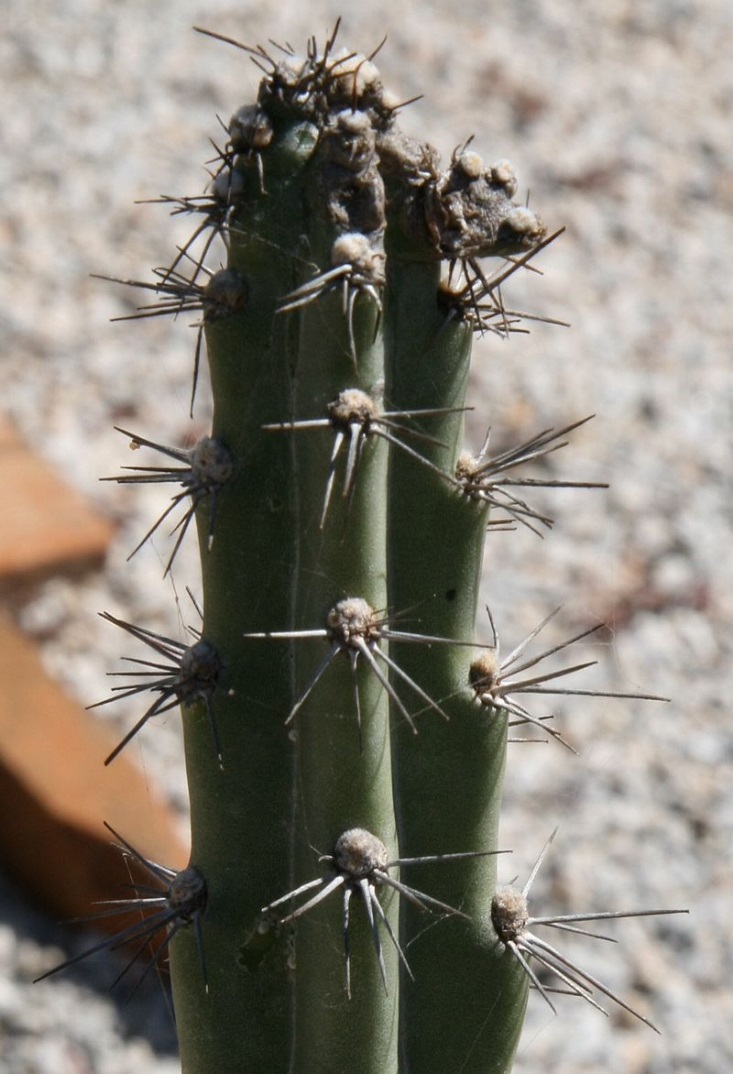 Cereus (Mirabella) estevesii