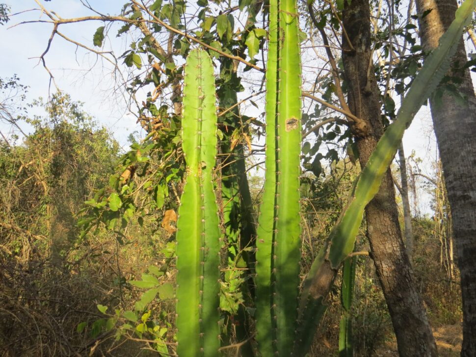  Cereus saddianus 