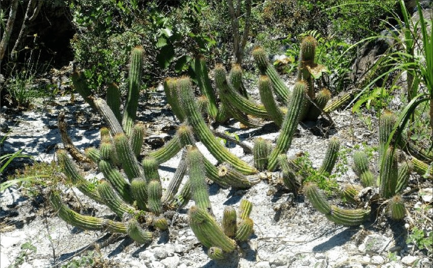 Cipocereus pusilliflorus