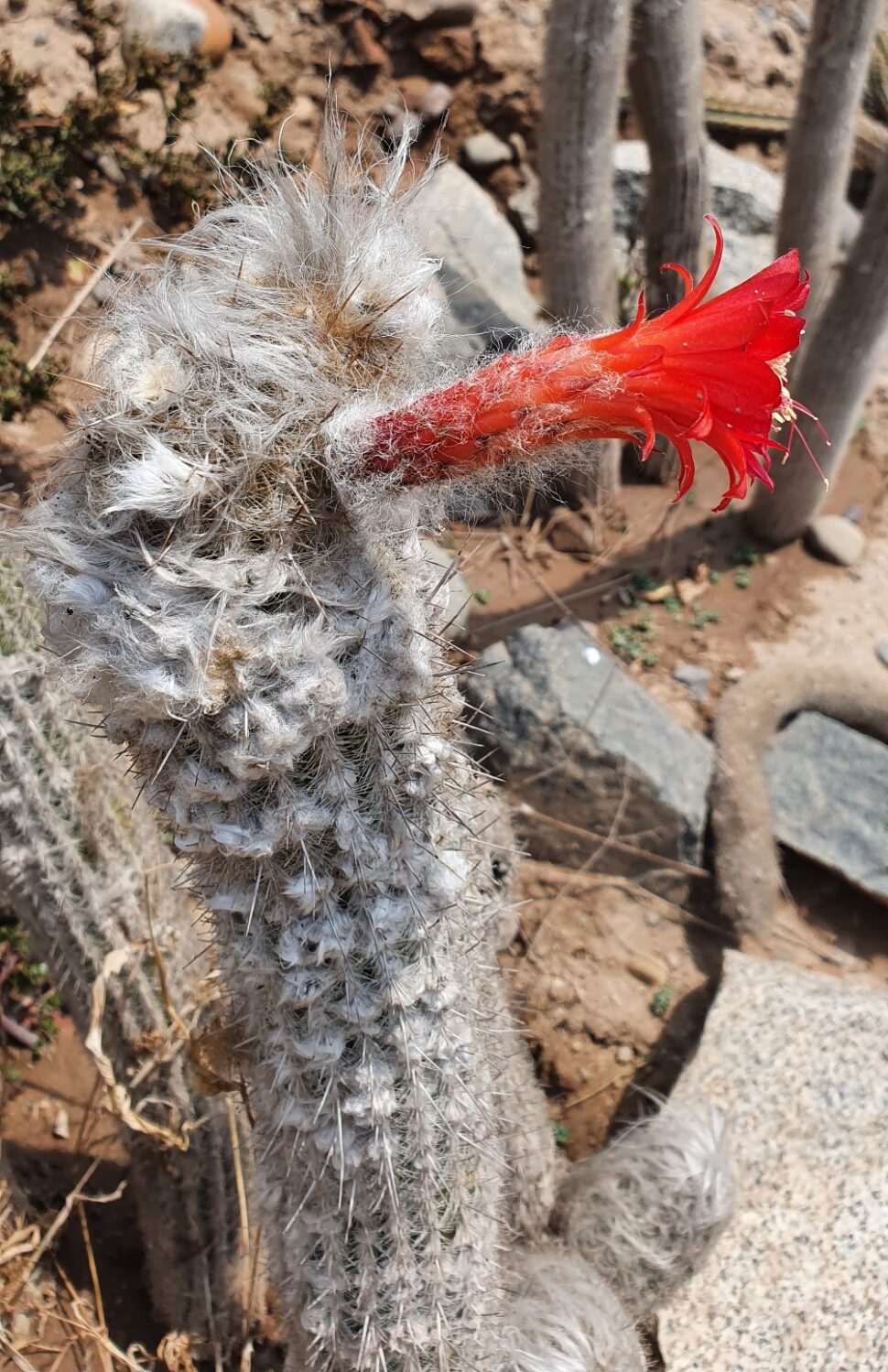 Cleistocactus hoffmannii