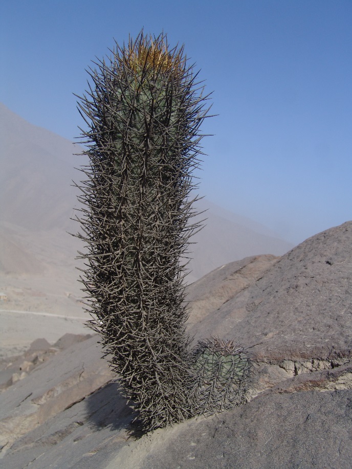Cleistocactus (Loxanthocereus) xylorhizus