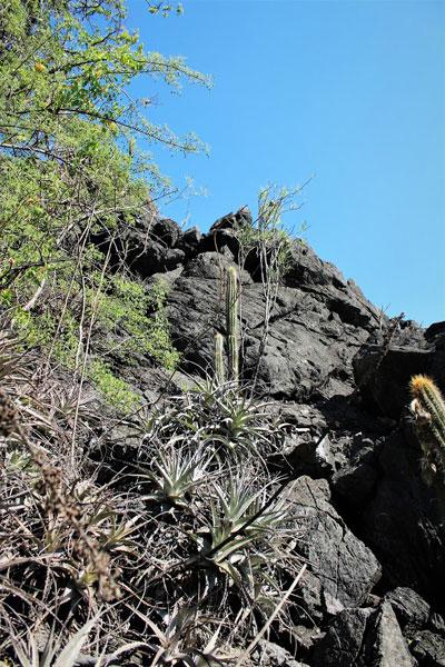 100 зникаючих видів кактусів (Частина 1) 17 Coleocephalocereus braunii