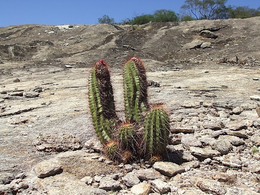 100 зникаючих видів кактусів (Частина 1) 19 Coleocephalocereus purpureus