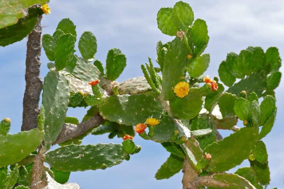 Consolea falcata