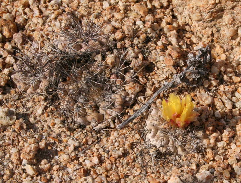 100 зникаючих видів кактусів (Частина 1) 22 Copiapoa angustiflora