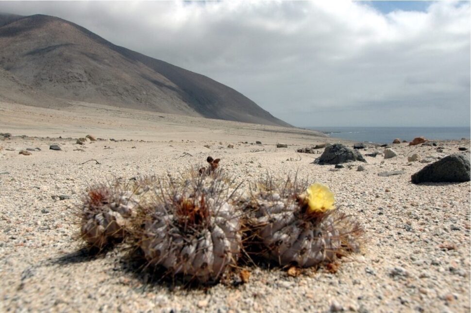 100 зникаючих видів кактусів (Частина 1) 23 Copiapoa conglomerata