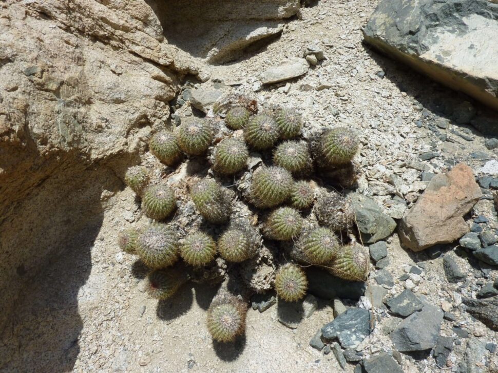 100 зникаючих видів кактусів (Частина 1) 24 Copiapoa decorticans