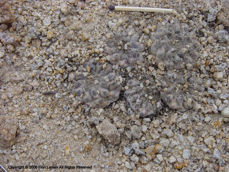100 зникаючих видів кактусів (Частина 1) 25 Copiapoa esmeraldana