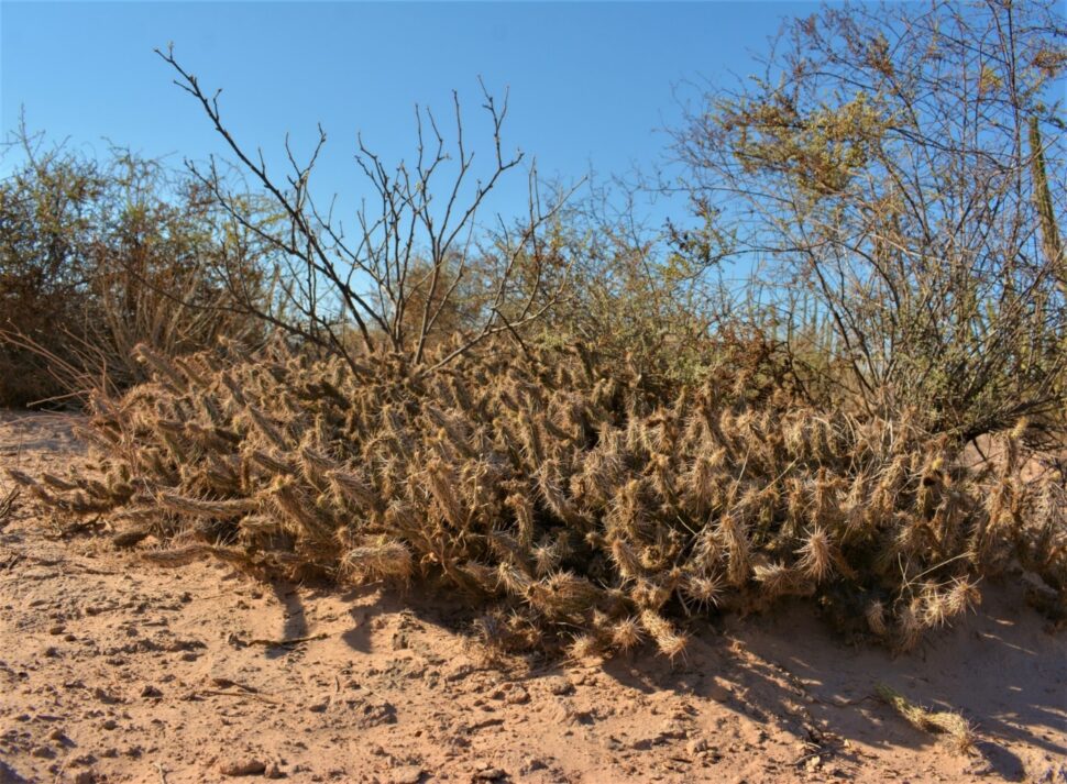 100 зникаючих видів кактусів (Частина 1) 26 Corynopuntia (Grusonia) reflexispina