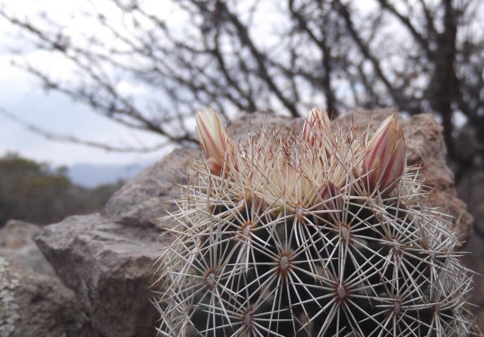 100 зникаючих видів кактусів (Частина 1) 27 Coryphantha potosiana