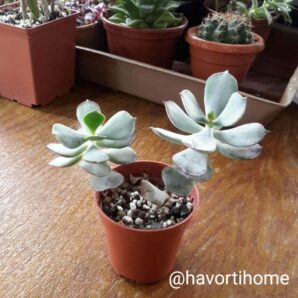 Cotyledon orbiculata