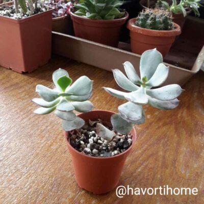 Cotyledon orbiculata