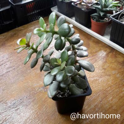 Crassula Crosby's Compact