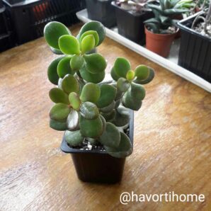 Crassula Crosby's Compact