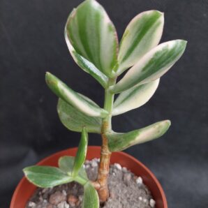 Crassula ovata tricolor