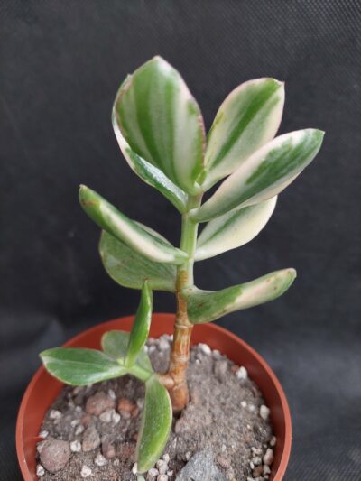 Crassula ovata tricolor