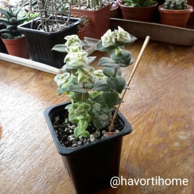Crassula perforata variegata