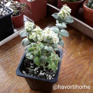Crassula perforata variegata