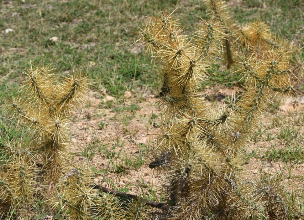 100 зникаючих видів кактусів (Частина 1) 28 Cylindropuntia hystrix
