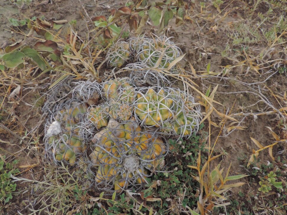 100 зникаючих видів кактусів (Частина 1) 29 Discocactus cangaensis
