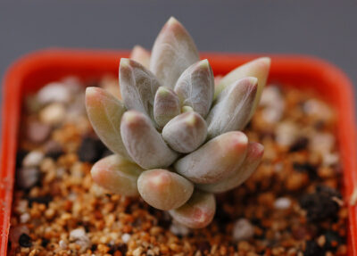 Pachyphytum compactum