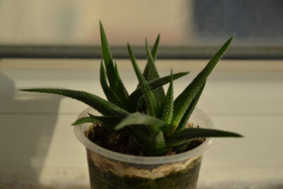 Haworthia Attenuata 2 растения - Зображення 2
