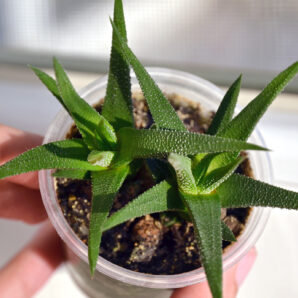 Haworthia Attenuata 2 растения