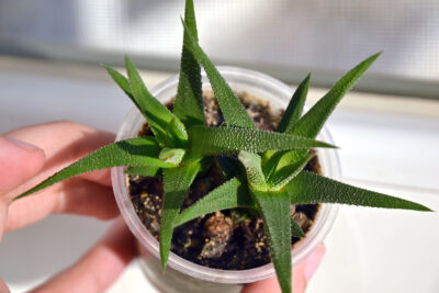 Haworthia Attenuata 2 растения