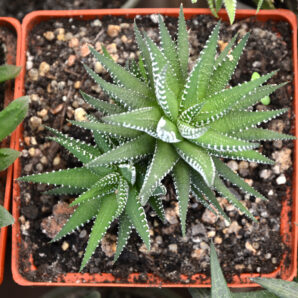 Haworthia fasciata 3 головы
