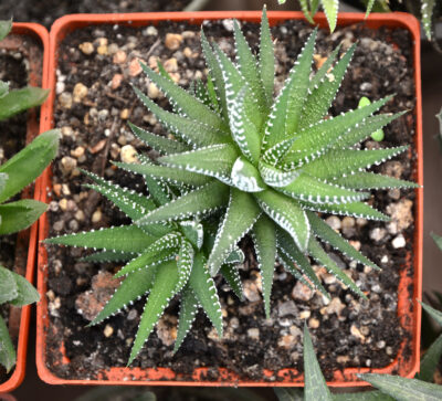 Haworthia fasciata 3 головы