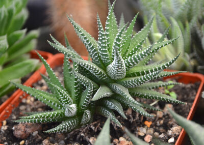 Haworthia fasciata 3 головы - Зображення 2