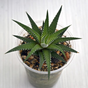 Haworthia fasciata